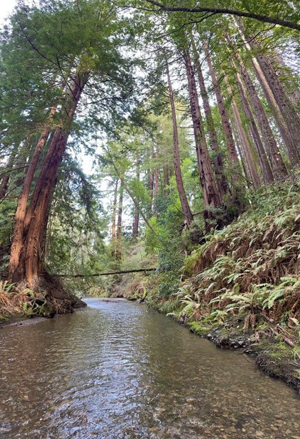 View looking downstream on Pine Gulch. Ferns and redwoods are covering both banks. A downed tree can be seen laying downstream across the creek.