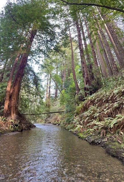Pine Gulch Creek View looking downstream on Pine Gulch. Ferns and redwoods are covering both banks. A downed tree can be seen laying downstream across the creek.