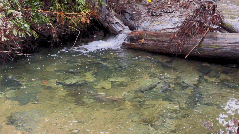 Chinook in Redwood Creek Animated GIF of Chinook salmon in Redwood Creek