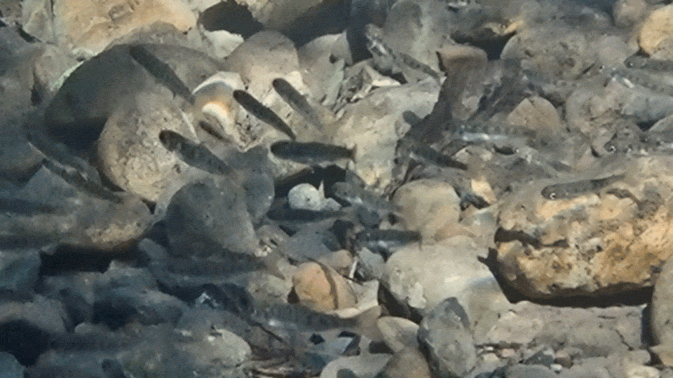 Tiny silver fish swim in clear water over a creek bed with round pebbles.