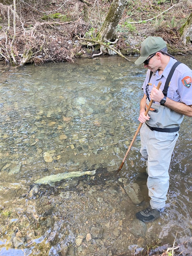 Examining a female Chinook salmon Person wearing waders over an NPS uniform, standing in a shallow creek and looking down at a large fish holding in place against the current.