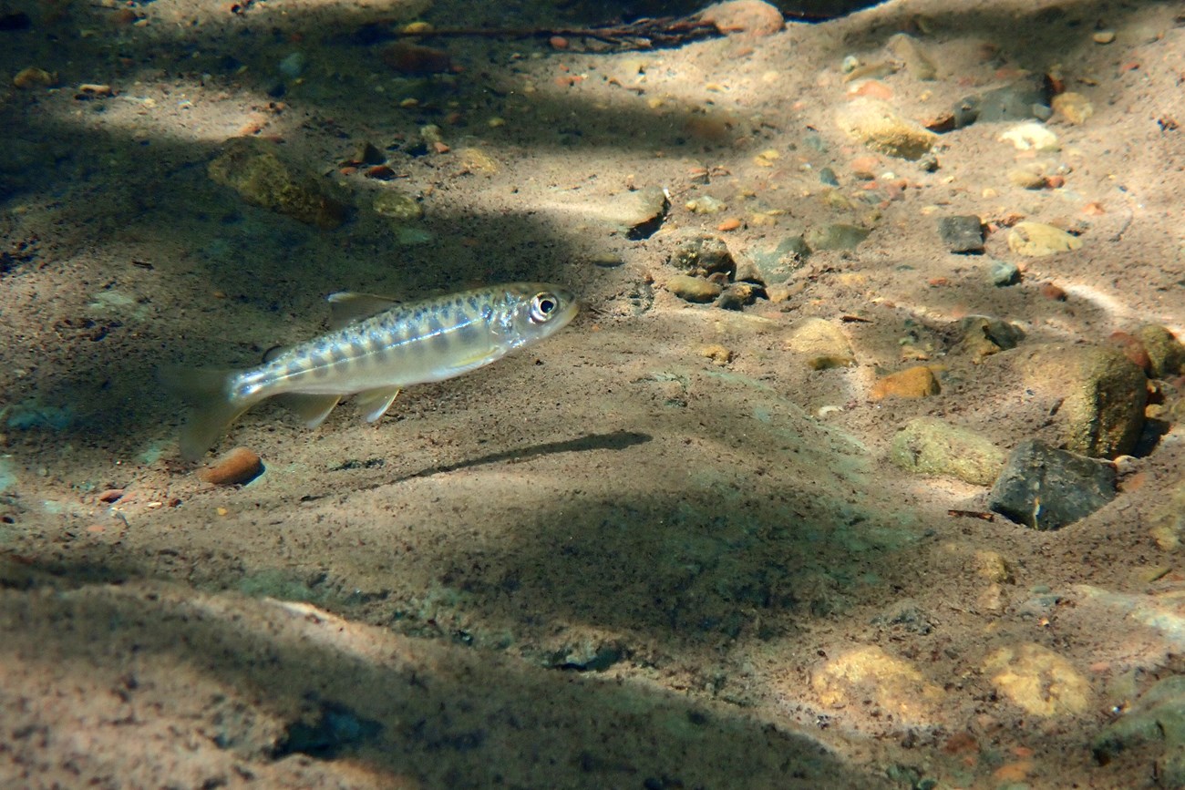 Chinook fry Chinook salmon fry swimming in a pool in Redwood Creek. Its body is facing to the right and its shadow can be seen on the creek bed beneath it.