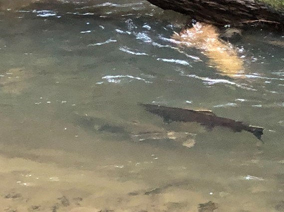 Looking down at two coho salmon that are partially obscured by the cloudy, fast-flowing water.