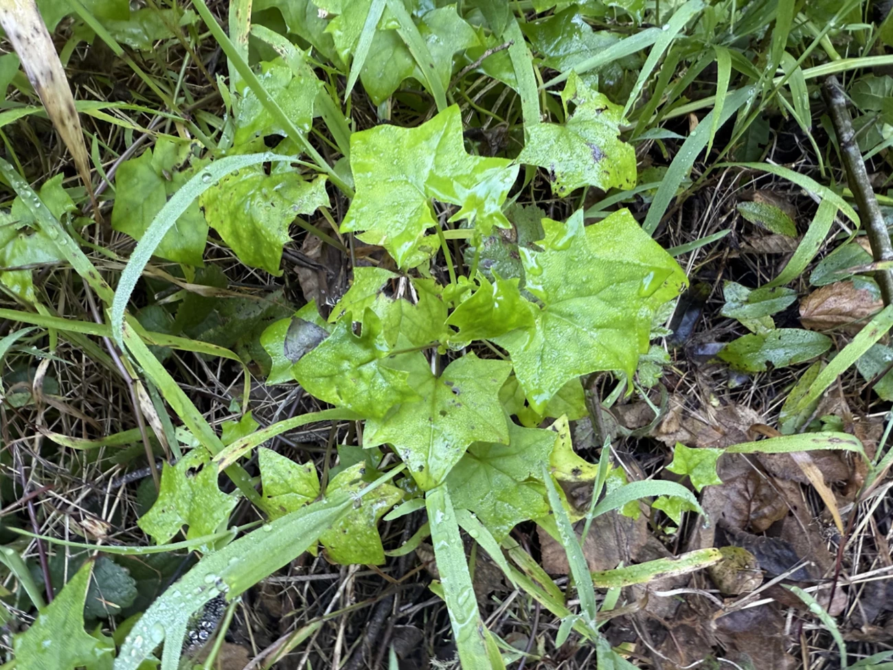Invasive cape ivy Patch of bright green, 7-pointed cape ivy leaves, with some blades of grass interspersed.