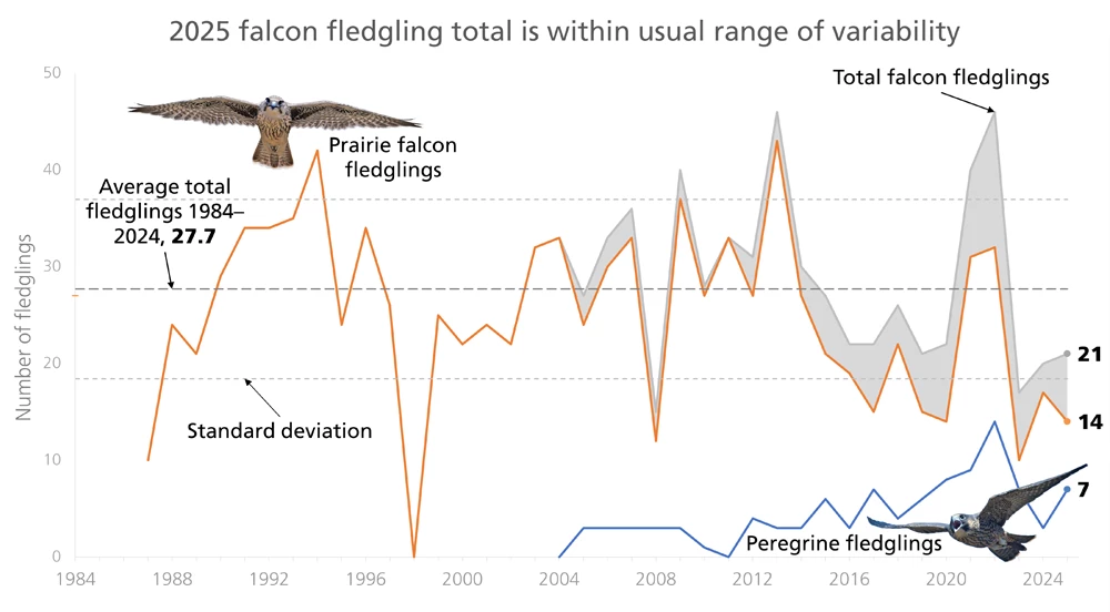 2025 falcon fledgling total is within usual range of variability Line graph of falcon fledgling counts since 1984 showing lots of variability year to year. The last three years are low compared to the two years before that. In the last two years, the total counts are just above the lower standard deviation line.
