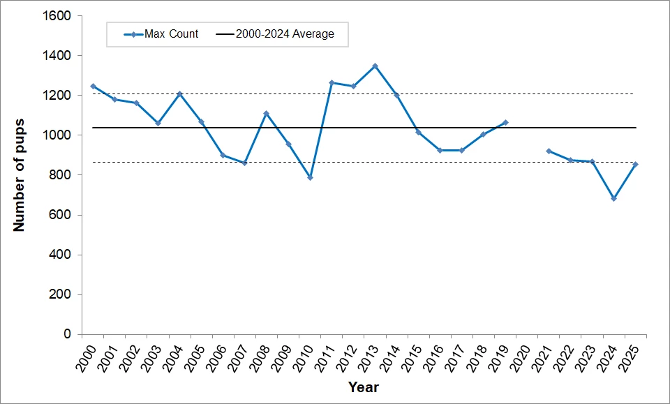 Maximum Harbor Seal Pup Counts, 2000-2025 Line graph showing maximum harbor seal pup counts have remained fairly steady around the mean. The lowest count was recorded in 2024 and was far below the mean, but this year's count is back up near one standard deviation below the mean.