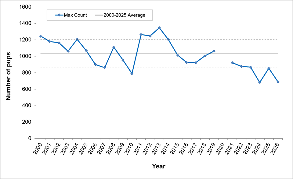 Line graph showing maximum harbor seal pup counts have mostly remained fairly steady around the mean (average). The lowest count was in 2024 and was far below the mean. It bounced back a little in 2025, but is back to far below the mean in 2026.
