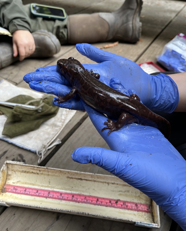 California giant salamander found by a biomonitor.
