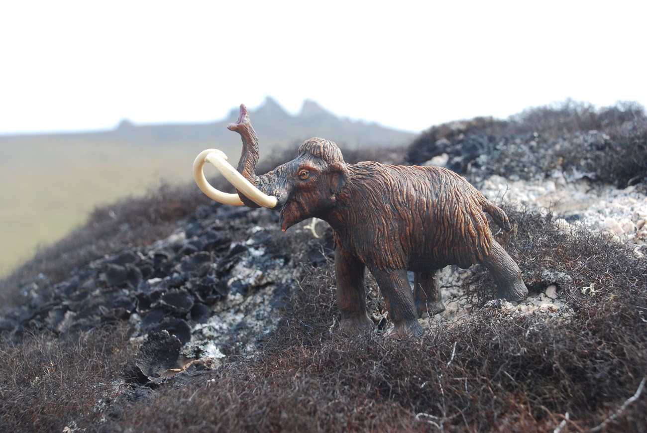 Martine the Mammoth, a plastic woolly mammoth, stands on a rock covered in lichen.