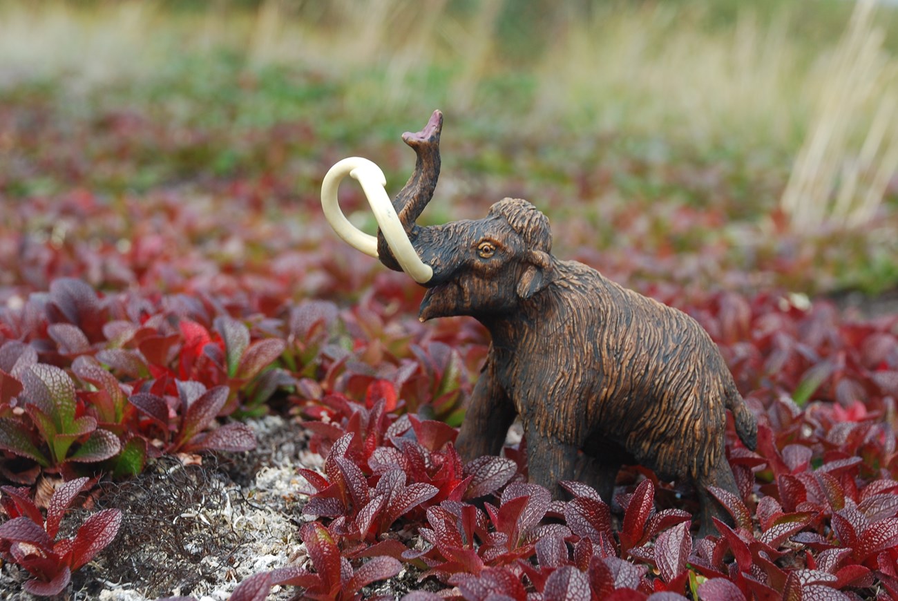 A plastic woolly mammoth is nestled in a patch of bearberry leaves.