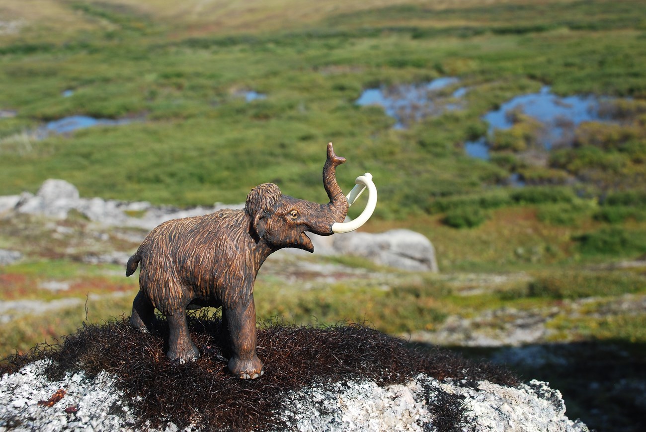 A plastic woolly mammoth is perched on a rock covered with lichen, overlooking a beaver damn.