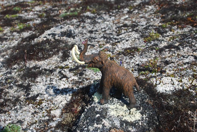Martin the Mammoth, a plastic woolly mammoth, is positioned on crumbly rock covered.