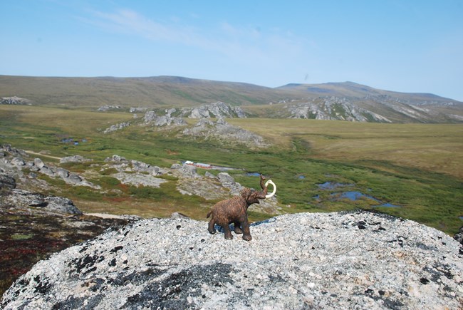 A plastic woolly mammoth is perched on a rock covered with lichen, overlooking a beaver dam.