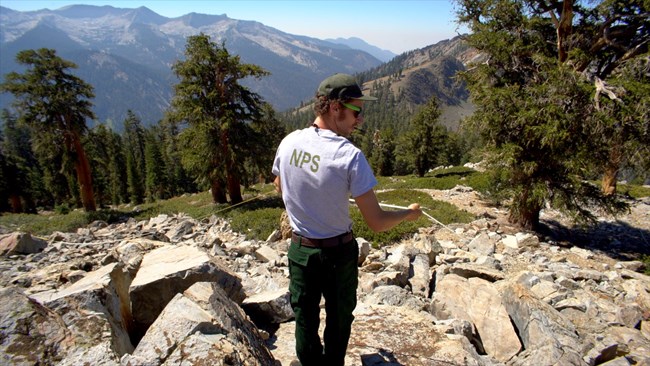 Establishing a foxtail pine monitoring plot Field biologist stretches out a meter tape to establish a foxtail pine monitoring plot. Views of rocky slope, pines, and distant mountains.