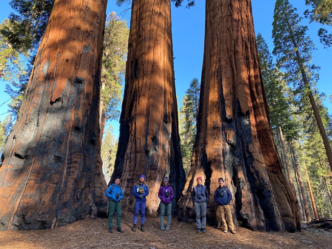 Five field biologists wearing binoculars around their necks stand in front of giant sequoia trees.