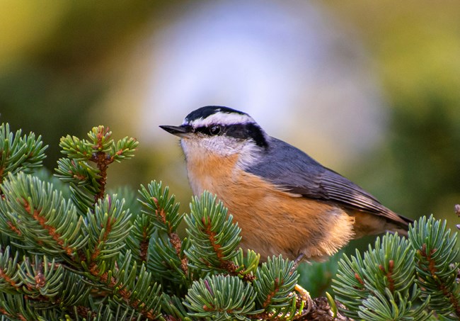 A bird sitting on a pine tree.