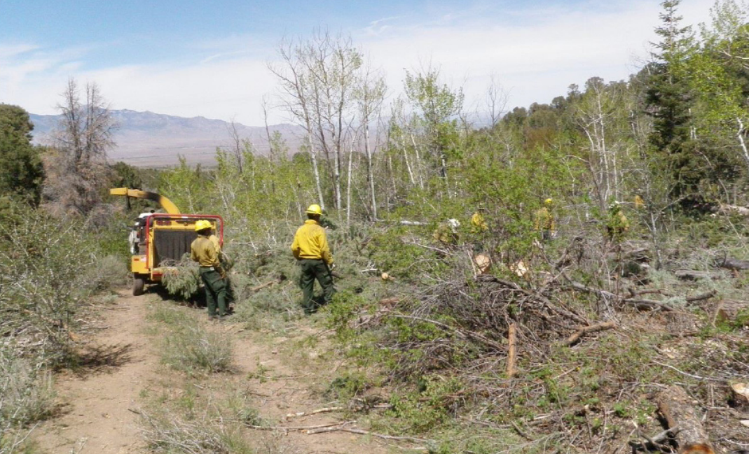 SNPLMA Two workers restoring an aspen landscape.