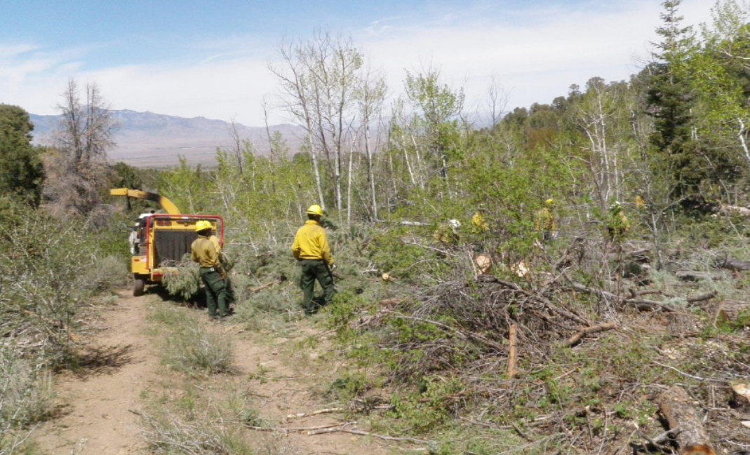 Two workers restoring an aspen landscape.