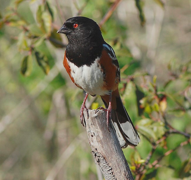 spotted towhee Large sparrow with black hood, red eyes, white breast and chestnut sides.