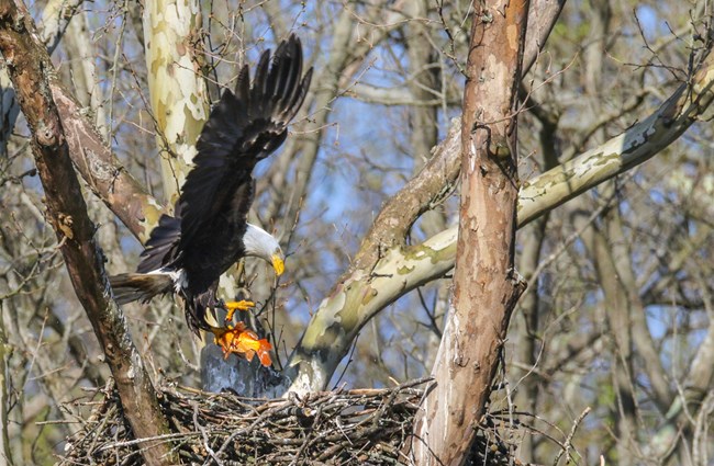 An adult bald eagle with brown wings spread wide returns to its nest with a bright red-orange fish hooked in its yellow talons.
