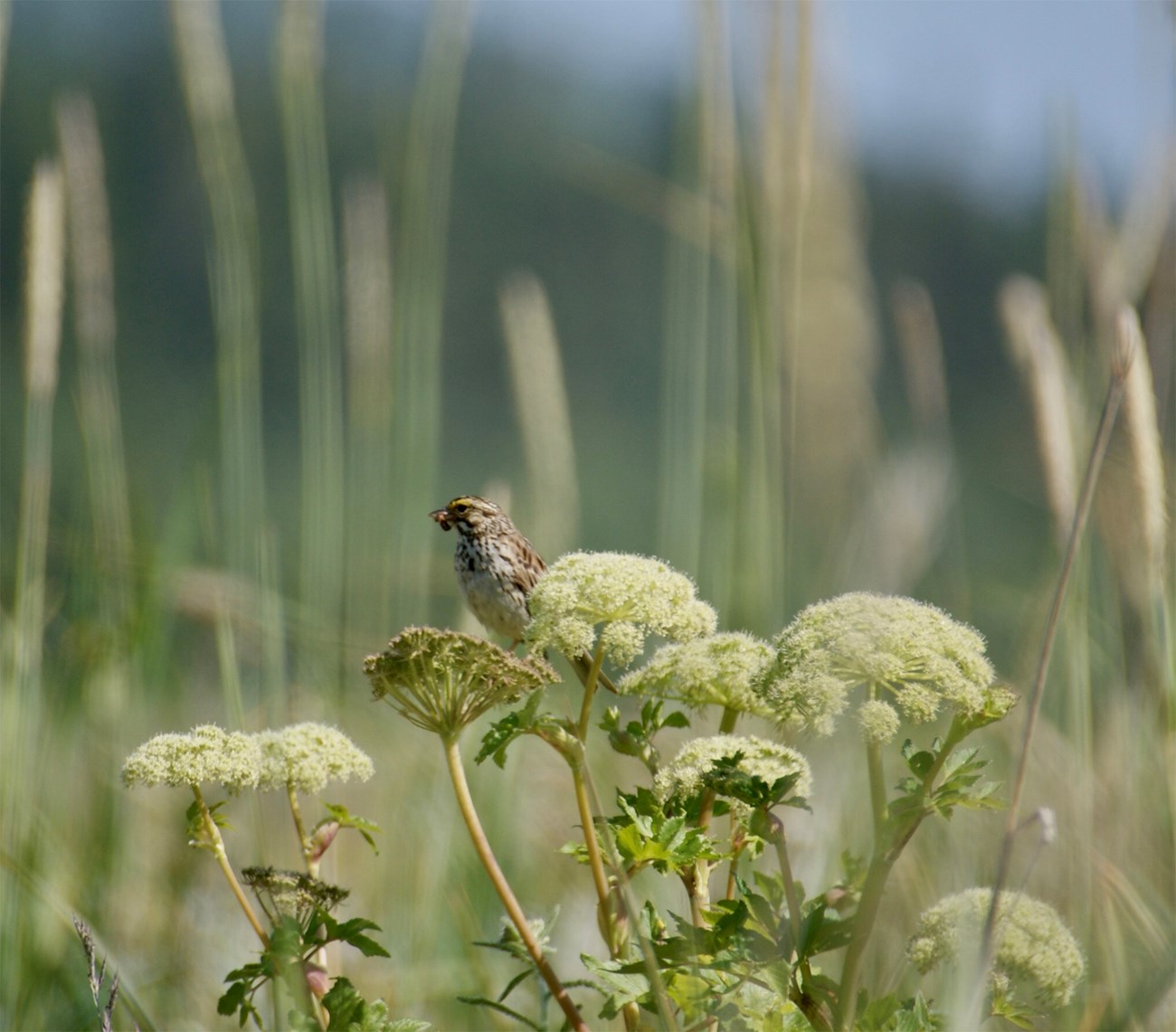 A small savannah sparrow standing on a tufted plant. A small savannah sparrow standing on a tufted plant.