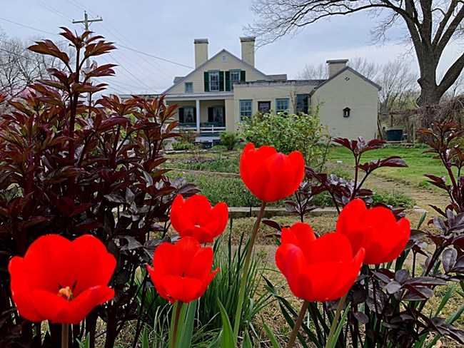 lt= Bright red tulips in front of a yellow historic home