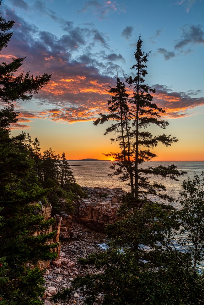 Vertical photo of sunrise with sun on the horizon spanning the ocean in distance and silhouettes of trees in foreground
