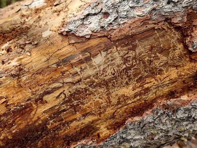 Bark beetle galleries underneath the bark of a dead white pine. Bark beetle galleries or paths in the wood of a dead pine can help identify the type of beetle damaging a tree.