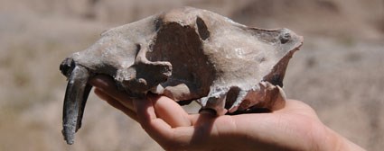 Saber-Site-Cat-top-photo_1 a human hand holding a skull with long saber teeth.