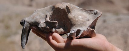 a human hand holding a skull with long saber teeth.