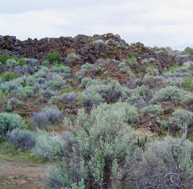Sagebrush community. Green and gray shrubs in front of a low wall of lava rocks.