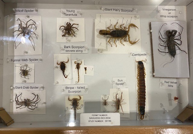 Saguaro Scorpion Collection A display box with a variety of preserved scorpions.