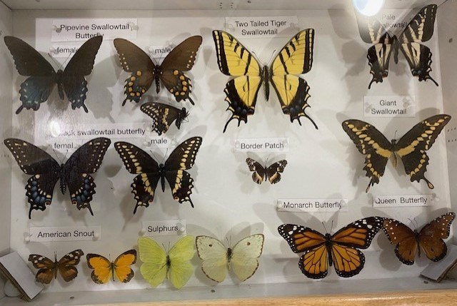 Saguaro Butterfly Collection A display case with a variety of preserved butterflies.