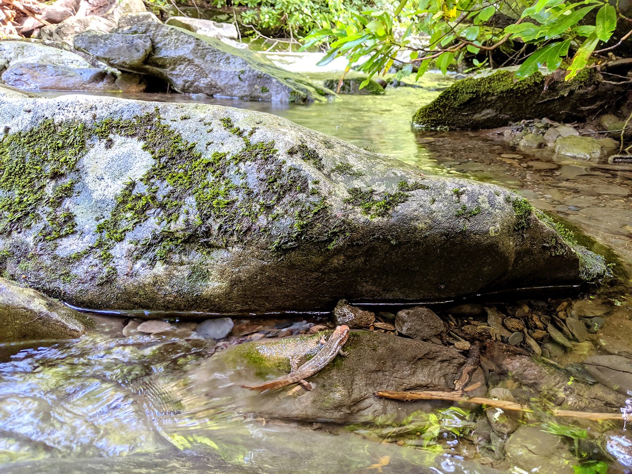 a salamander rests on a mossy rock in a stream with clear water