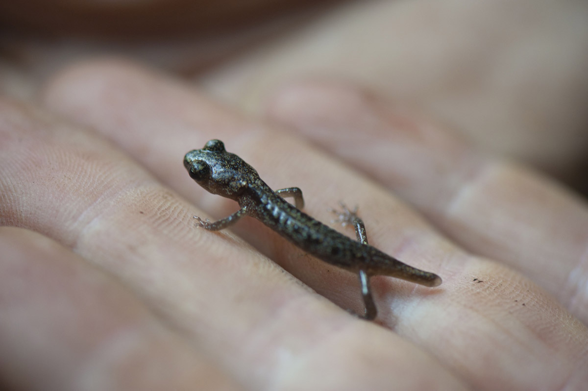 A juvenile arboreal salamander A juvenile arboreal salamander walks on a hand