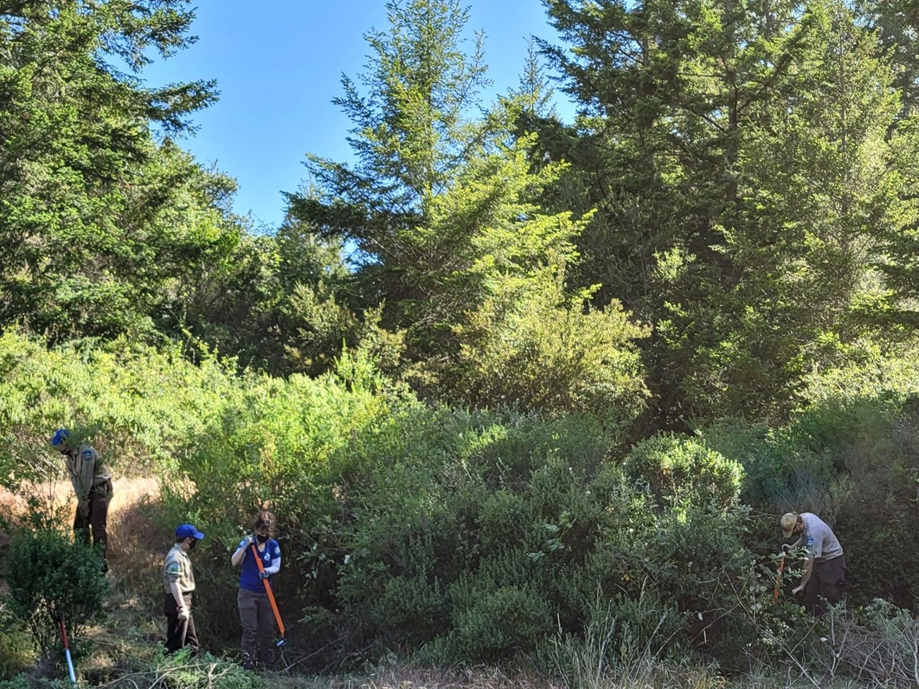 California Conservation Corps members removing French broom at Randall trailhead in Point Reyes National Seashore. A four-member team works in a highly vegetated forest