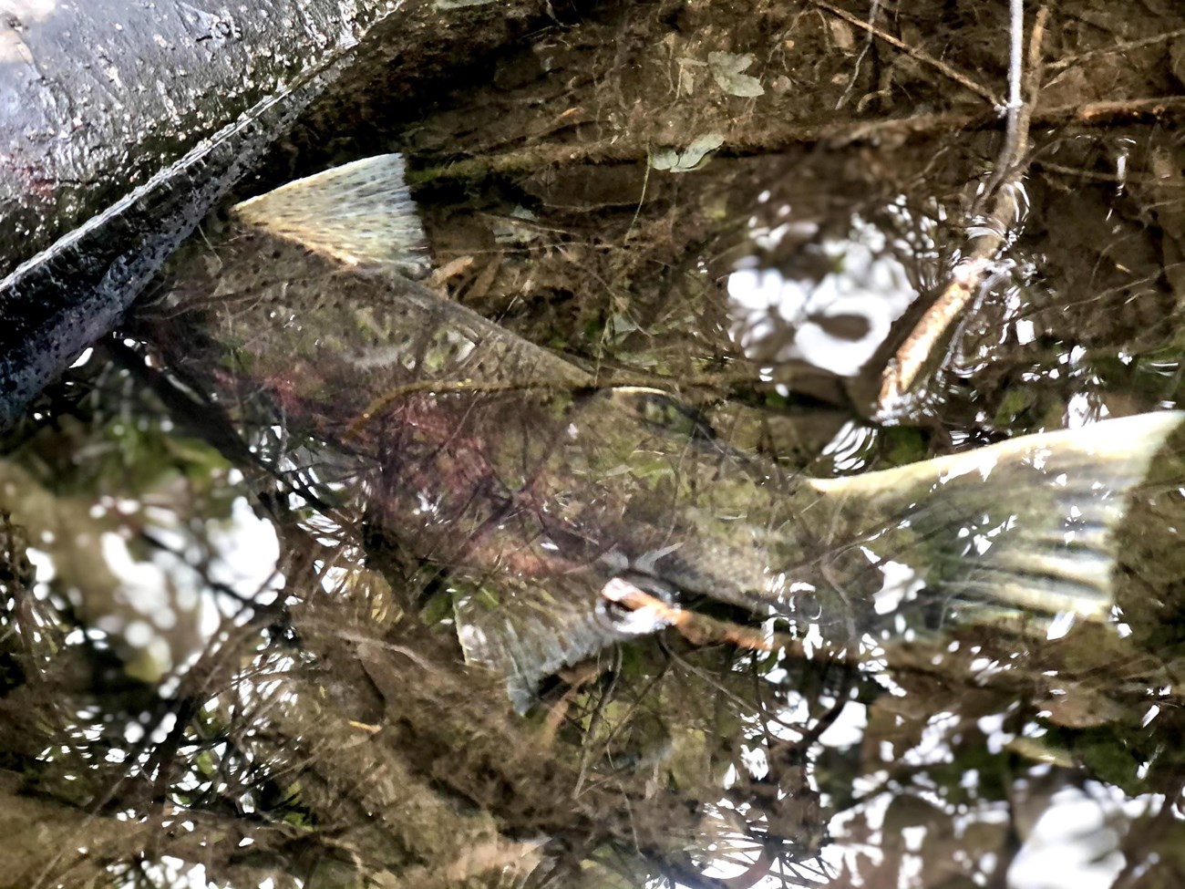 Coho spawner, hiding A salmon tail poking out from under a log in a stream