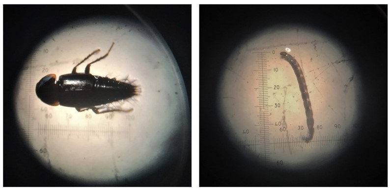 Invertebrates found in salmonid stomach contents Two images of a black beetle and a worm-like midge under a microscope lens