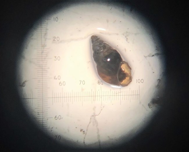 A New Zealand mudsnail A view of a snail under a microscope lens
