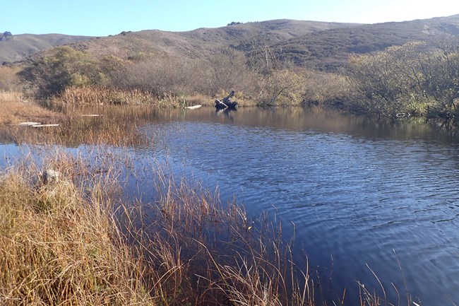 A lagoon surrounded by vegetation