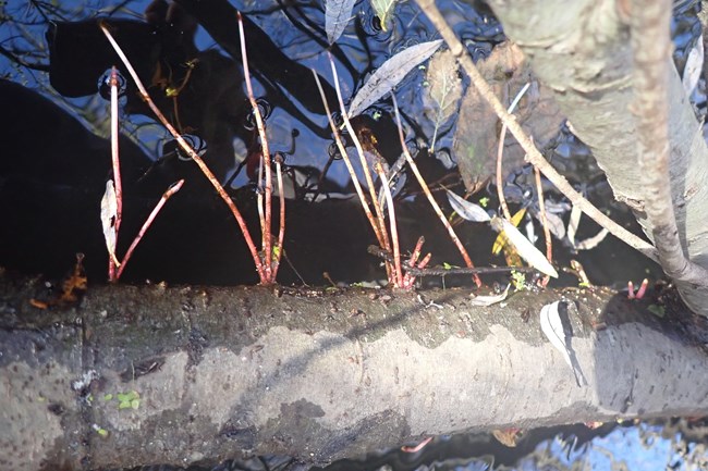 Sprouts coming off a downed log