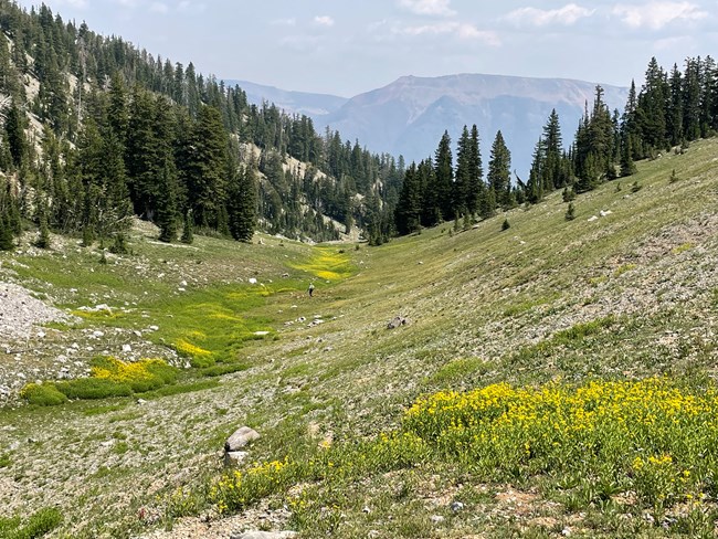 Shallow grassy valley with yellow flowers and forest on its slopes.