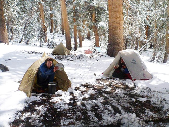 Camping in pine forest - sheltering in tents after late season snowstorm Two tents in snow under a pine forest - smiling scientist peers out of left tent, opening bear canister with food inside