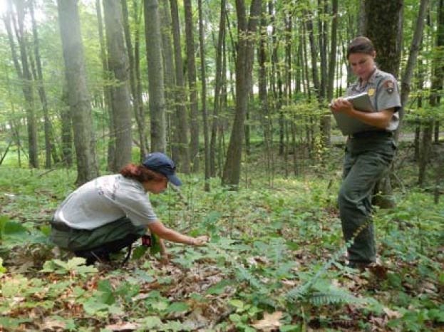 Tracking seedling growth Two NPS workers are tracking seedling growth. The worker on the left is bent down touching leaves, while the worker on the right is standing and writing on a clipboard.