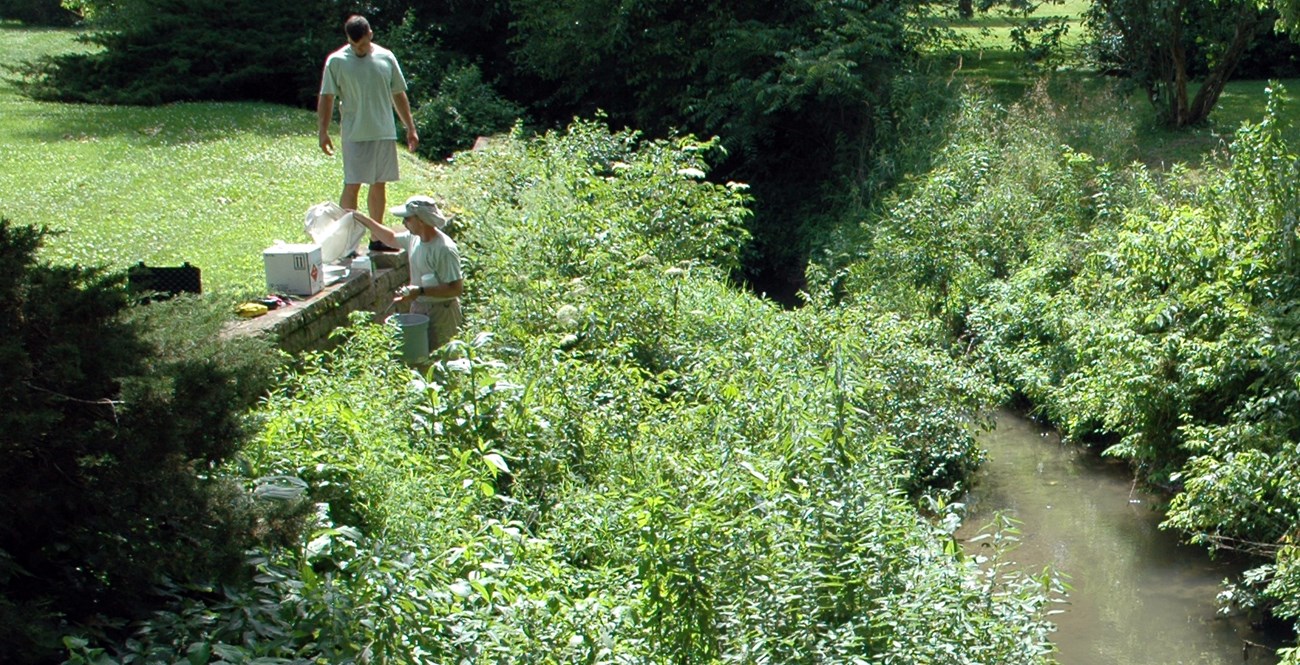 Sampling Hoover Creek Two people on the side of a narrow creek with a bucket, net, and measuring tapes.
