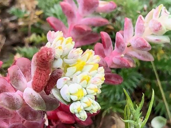 San Bruno elfin butterfly larvae Red caterpillar on newly opening cluster of yellow flowers.