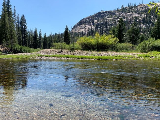 View across clear river waters toward a meadow and forest.