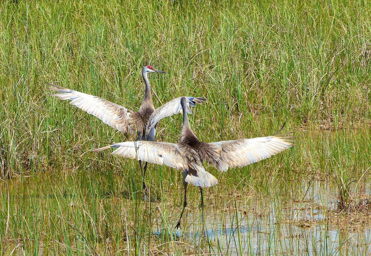 Two large grayish-brown cranes stand together with wings outspread.