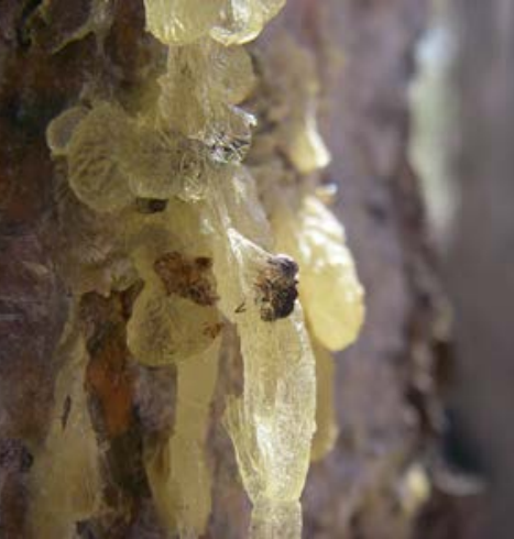Globs of sap created by tree defenses against beetles