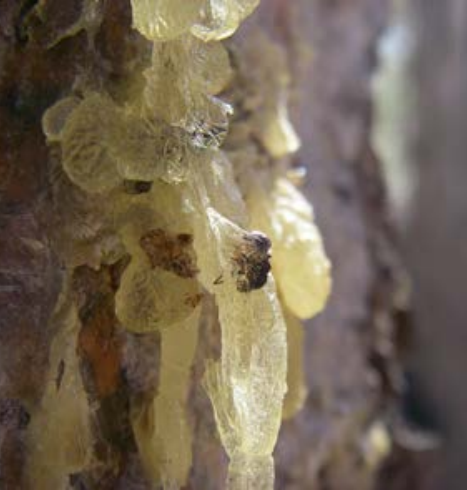 Sap Globs Globs of sap created by tree defenses against beetles